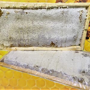 Natural Honey With Comb [2.1 kg - 2.8kg] [ Madu Lebah Asli dengan Sarang Original]